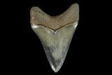 Serrated, 3.30" Fossil Megalodon Tooth - Glossy Enamel - #129434-1